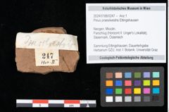 Foto (Objekt + Etikett) von Pinus praesilvestris Ettingshausen (NHMW-GEO-2024-0188-0247)